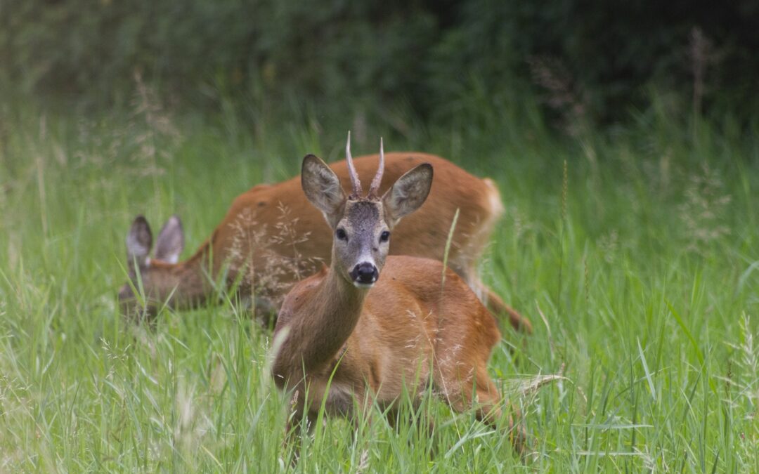 Chevreuils en train de paître dans un pré – Une photo artistique de la nature